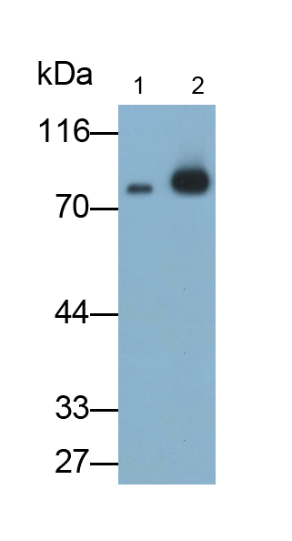Monoclonal Antibody to Polymeric Immunoglobulin Receptor (PIGR)
