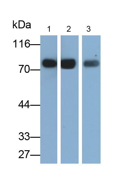 Monoclonal Antibody to Polymeric Immunoglobulin Receptor (PIGR)
