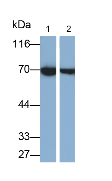 Monoclonal Antibody to Heat Shock 70kDa Protein 1A (HSPA1A)