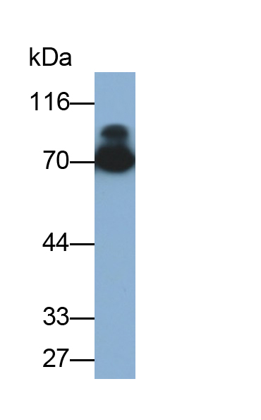 Monoclonal Antibody to Heat Shock 70kDa Protein 1A (HSPA1A)