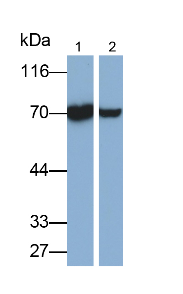 Monoclonal Antibody to Heat Shock 70kDa Protein 1A (HSPA1A)