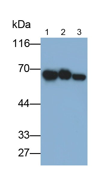 Monoclonal Antibody to Heat Shock 70kDa Protein 1A (HSPA1A)