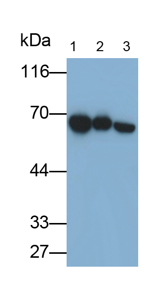 Monoclonal Antibody to Heat Shock 70kDa Protein 1A (HSPA1A)