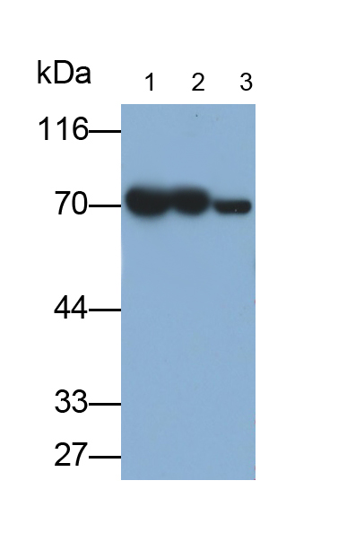 Monoclonal Antibody to Heat Shock 70kDa Protein 1A (HSPA1A)