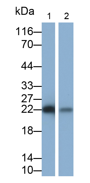 Monoclonal Antibody to Motility Related Protein (MRP1)