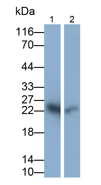 Monoclonal Antibody to Motility Related Protein (MRP1)