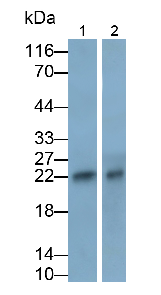 Monoclonal Antibody to Motility Related Protein (MRP1)