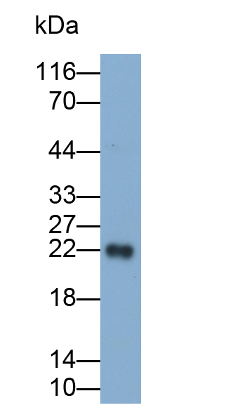 Monoclonal Antibody to Motility Related Protein (MRP1)