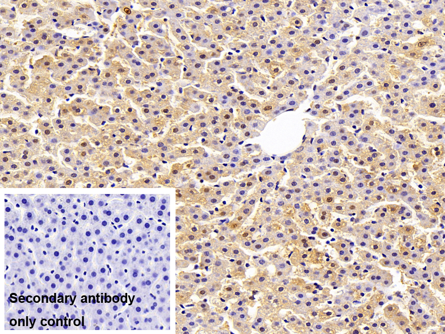 Monoclonal Antibody to Arginase (ARG)