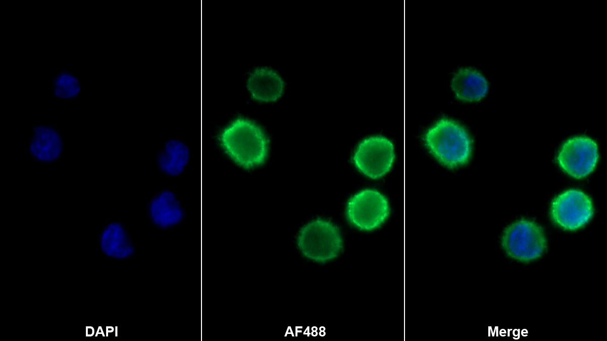 Monoclonal Antibody to Target Of The Antiproliferative Antibody 1 (TAPA1)