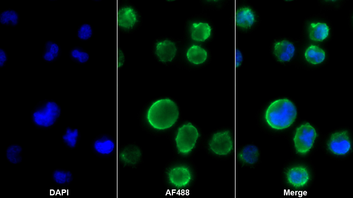 Monoclonal Antibody to Target Of The Antiproliferative Antibody 1 (TAPA1)