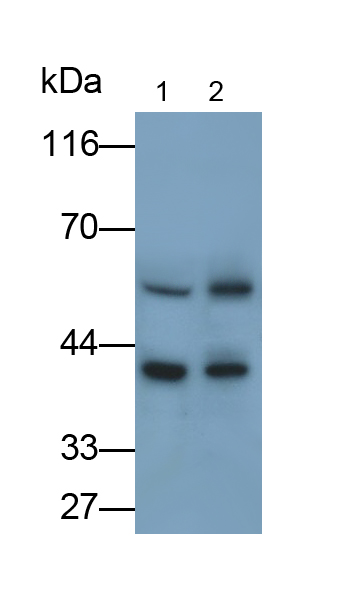 Monoclonal Antibody to Cluster Of Differentiation 4 (CD4)