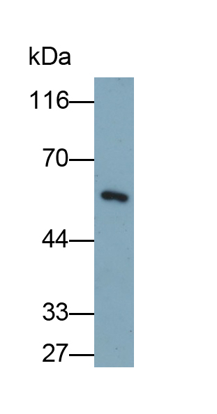 Monoclonal Antibody to Cluster Of Differentiation 4 (CD4)
