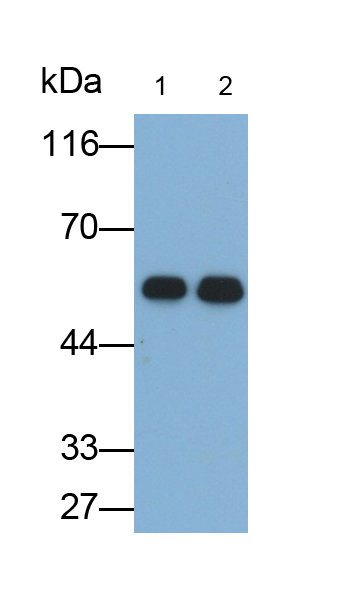 Monoclonal Antibody to Clusterin (CLU)