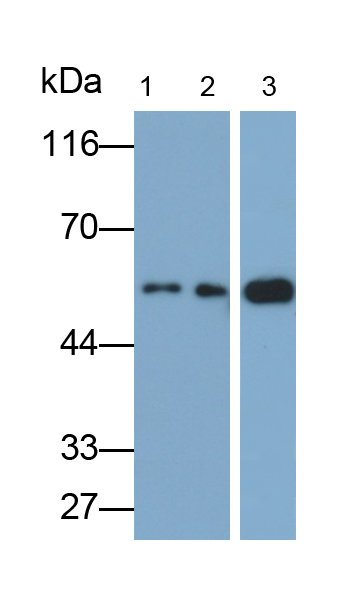 Monoclonal Antibody to Clusterin (CLU)