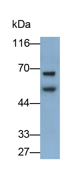 Monoclonal Antibody to Glucose Transporter 1 (GLUT1)