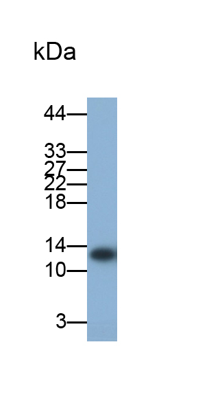 Monoclonal Antibody to Lysozyme (LZM)