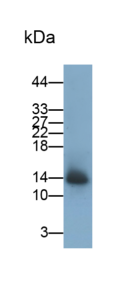 Monoclonal Antibody to Lysozyme (LZM)