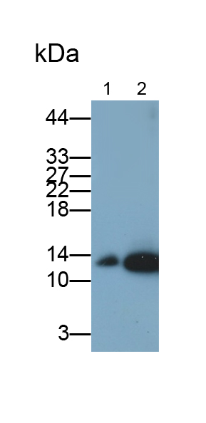 Monoclonal Antibody to Lysozyme (LZM)