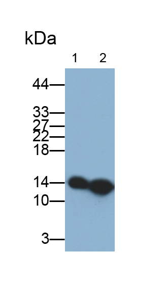 Monoclonal Antibody to Lysozyme (LZM)