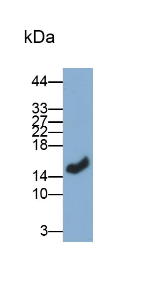 Monoclonal Antibody to Lysozyme (LZM)