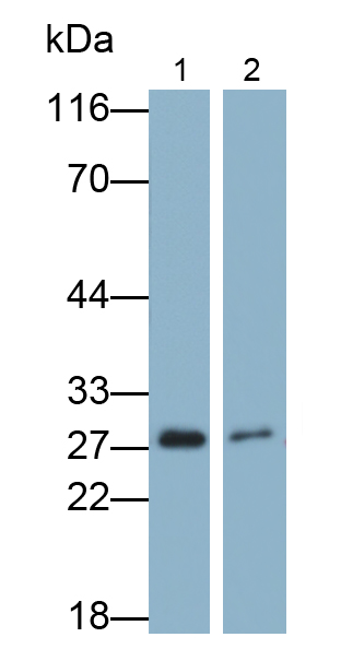 Monoclonal Antibody to Granzyme K (GZMK)