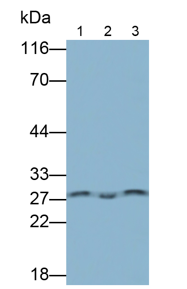 Monoclonal Antibody to Granzyme K (GZMK)