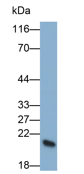 Monoclonal Antibody to Granzyme K (GZMK)