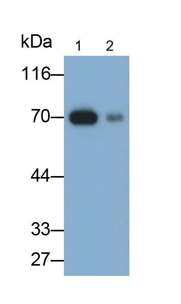 Monoclonal Antibody to Cluster Of Differentiation 73 (CD73)