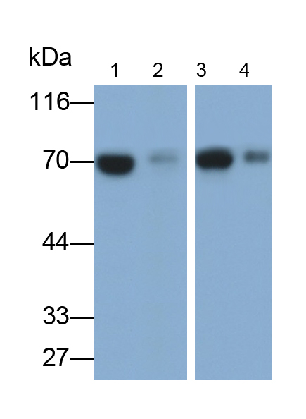 Monoclonal Antibody to Cluster Of Differentiation 73 (CD73)