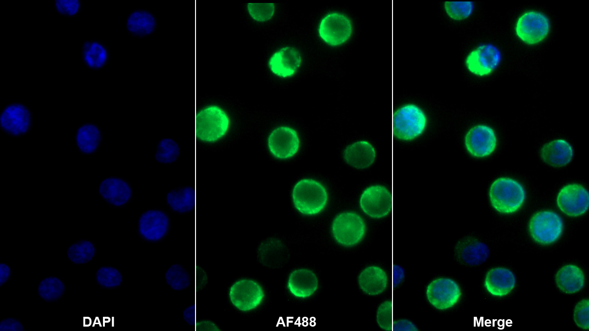 Monoclonal Antibody to Cluster Of Differentiation 72 (CD72)