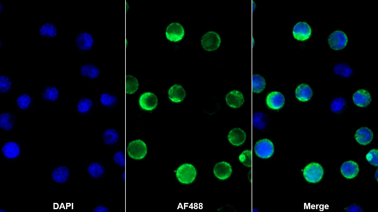 Monoclonal Antibody to Cluster Of Differentiation 72 (CD72)