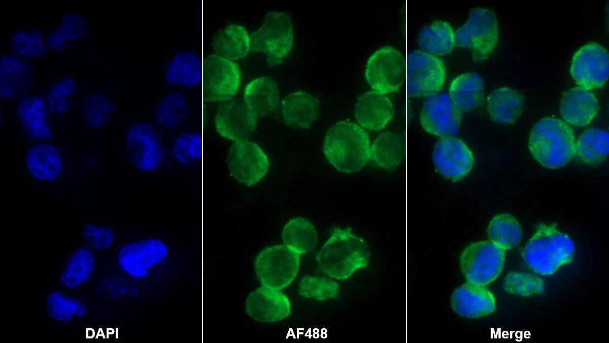 Monoclonal Antibody to Fc Fragment Of IgG Low Affinity IIIa Receptor (FcgR3A)