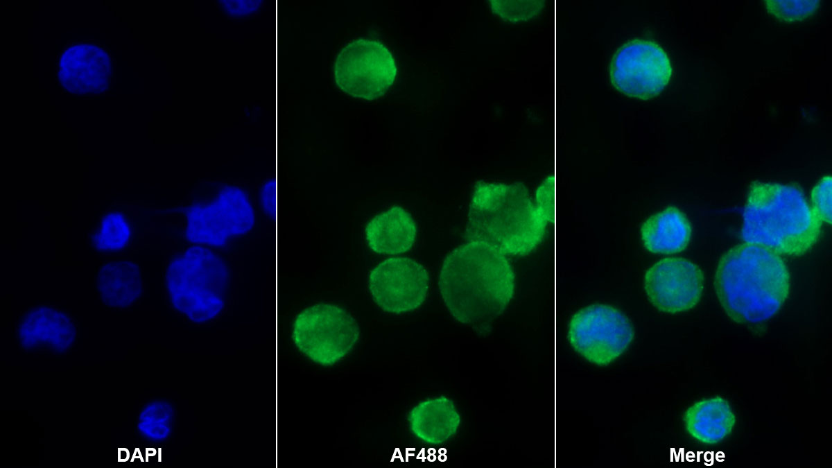 Monoclonal Antibody to Fc Fragment Of IgG Low Affinity IIIa Receptor (FcgR3A)