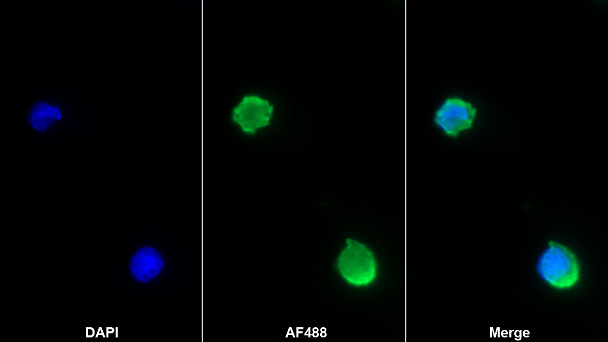 Monoclonal Antibody to Fc Fragment Of IgG Low Affinity IIIa Receptor (FcgR3A)