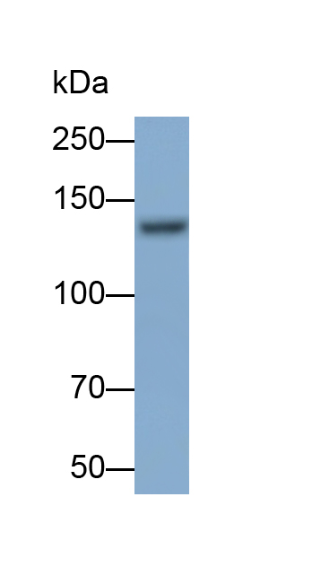 Monoclonal Antibody to Integrin Alpha V (ITGaV)