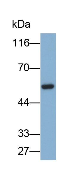 Monoclonal Antibody to Glutathione Reductase (GR)