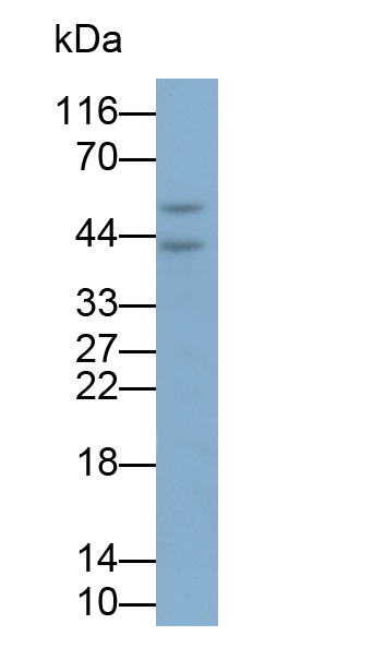 Monoclonal Antibody to Beta Actin (ACTB)