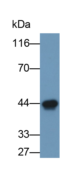 Monoclonal Antibody to Actin Alpha 1, Cardiac Muscle (ACTC1)