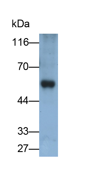 Monoclonal Antibody to 5-Lipoxygenase (5-LO)
