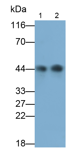 Monoclonal Antibody to Immunoglobulin Associated Alpha (Iga)