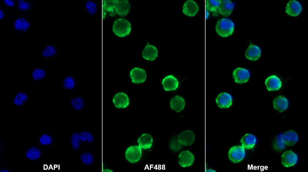 Monoclonal Antibody to Cluster of Differentiation 79B (CD79B)