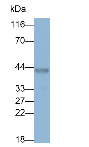 Monoclonal Antibody to Activating Transcription Factor 4 (ATF4)