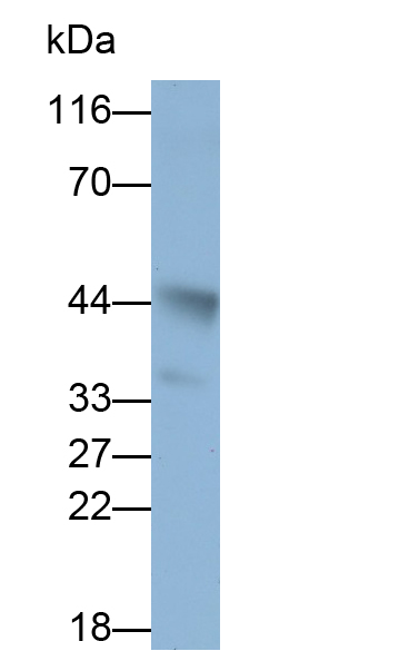 Monoclonal Antibody to Activating Transcription Factor 4 (ATF4)