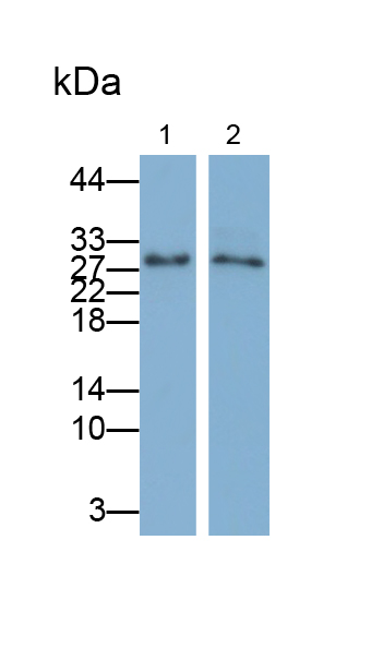 Monoclonal Antibody to Cluster of Differentiation 90 (CD90)