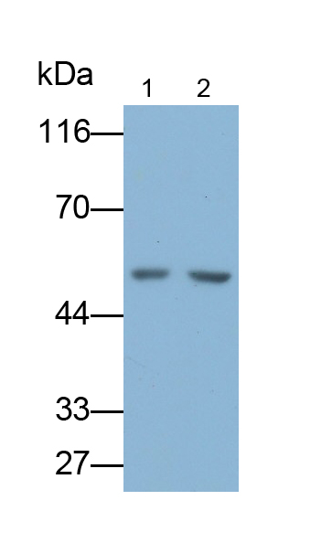 Monoclonal Antibody to Enolase 1 (ENO1)