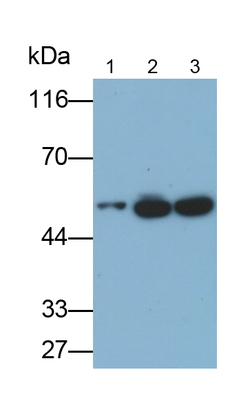 Monoclonal Antibody to Enolase 1 (ENO1)