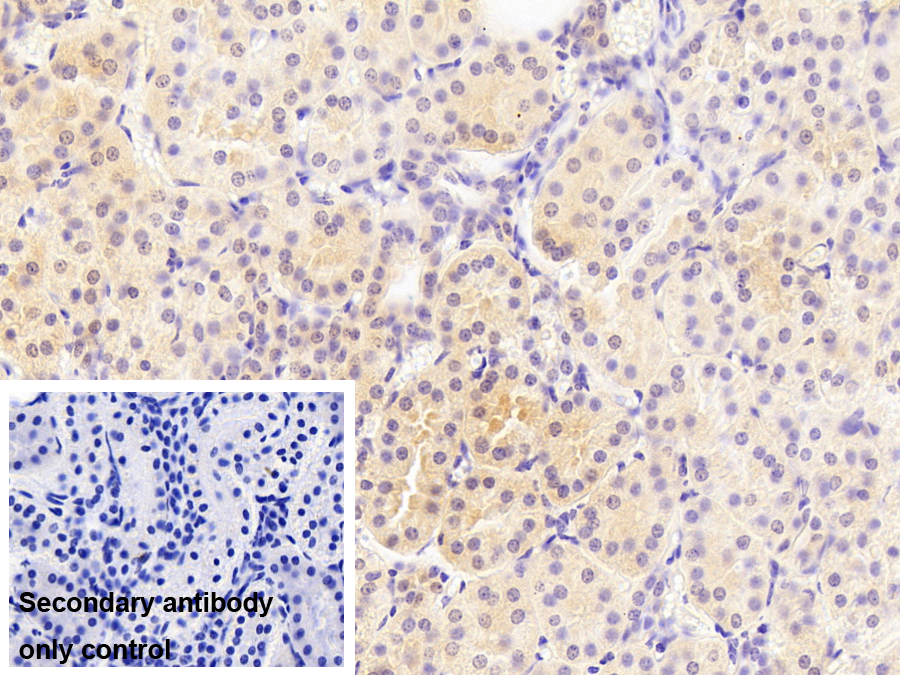 Monoclonal Antibody to Enolase 1 (ENO1)