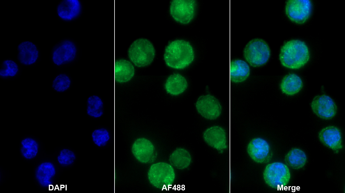 Monoclonal Antibody to Azurocidin (AZU)