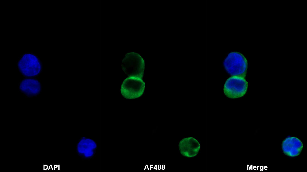 Monoclonal Antibody to Heparin Binding Epidermal Growth Factor Like Growth Factor (HBEGF)